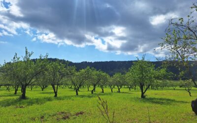 Eticentre impulsa el debat sobre la construcció de Mallorca com a Territori Socialment Responsable